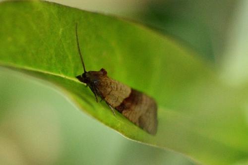 Réf. 246 131 : Philedone gerningana